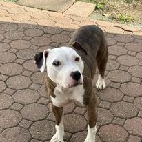 Enlarge Sally, a Adopted American Staffordshire Terrier in Lyndhurst, NJ image 1/5