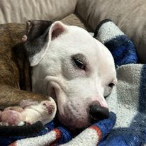 Enlarge Sally, a Adopted American Staffordshire Terrier in Lyndhurst, NJ image 2/5