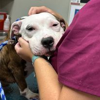 Enlarge Sally, a Adopted American Staffordshire Terrier in Lyndhurst, NJ image 3/5