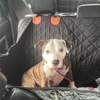 Enlarge Sally, a Adopted American Staffordshire Terrier in Lyndhurst, NJ image 4/5