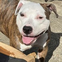 Enlarge Sally, a Adopted American Staffordshire Terrier in Lyndhurst, NJ image 5/5