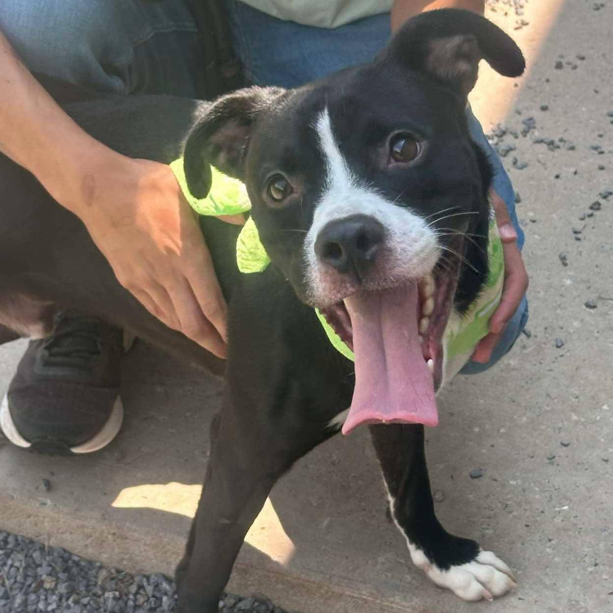 Enlarge Maverick, a Adoptable Pit Bull Terrier in Covington, VA image 1/2