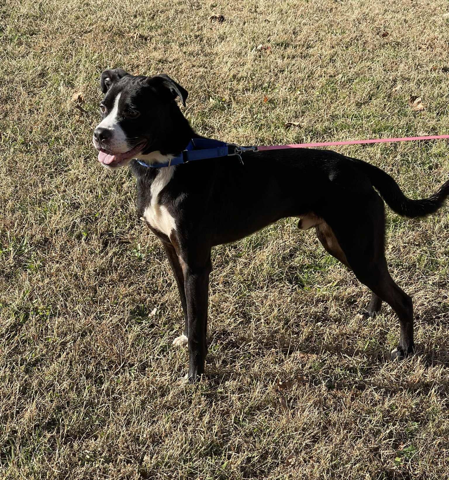Enlarge Maverick, a Adoptable Pit Bull Terrier in Covington, VA image 2/2