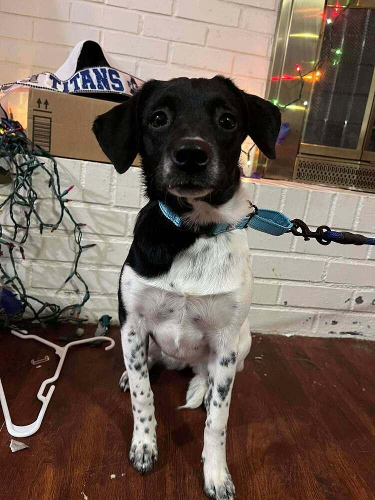 Enlarge Tequila - fostered in Omaha, a Adoptable mixed breed in Shawnee Mission, KS image 1/6