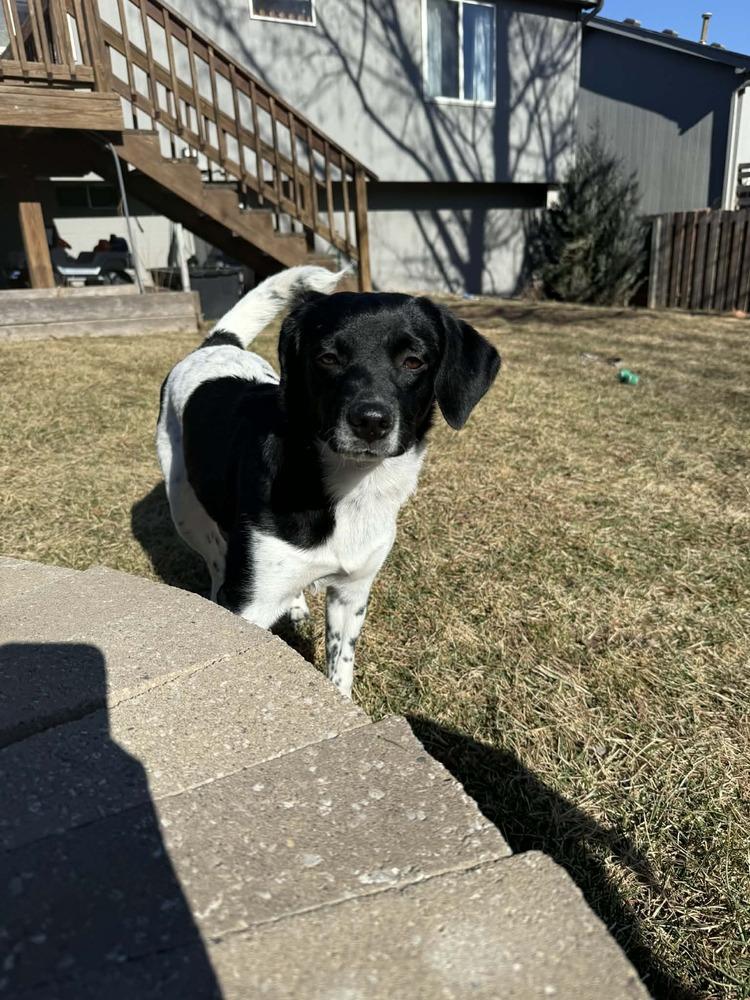 Enlarge Tequila - fostered in Omaha, a Adoptable mixed breed in Shawnee Mission, KS image 2/6