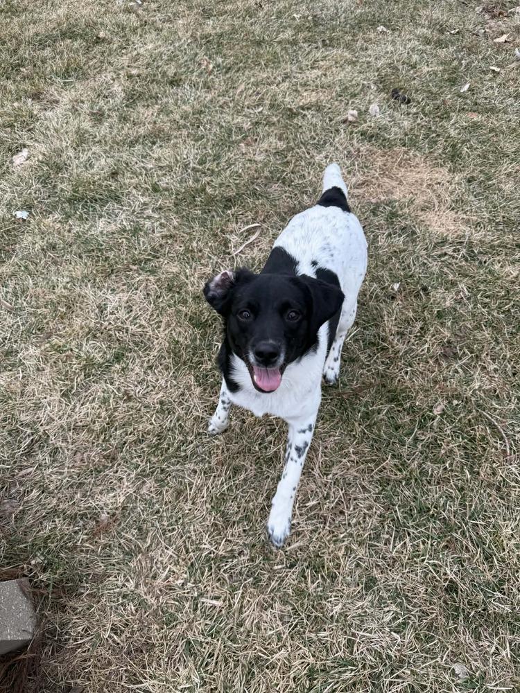 Enlarge Tequila - fostered in Omaha, a Adoptable mixed breed in Shawnee Mission, KS image 5/6