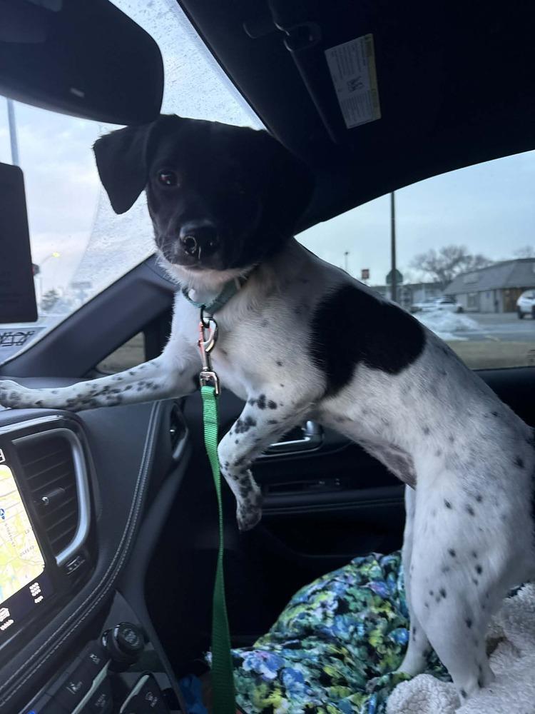 Enlarge Tequila - fostered in Omaha, a Adoptable mixed breed in Shawnee Mission, KS image 6/6