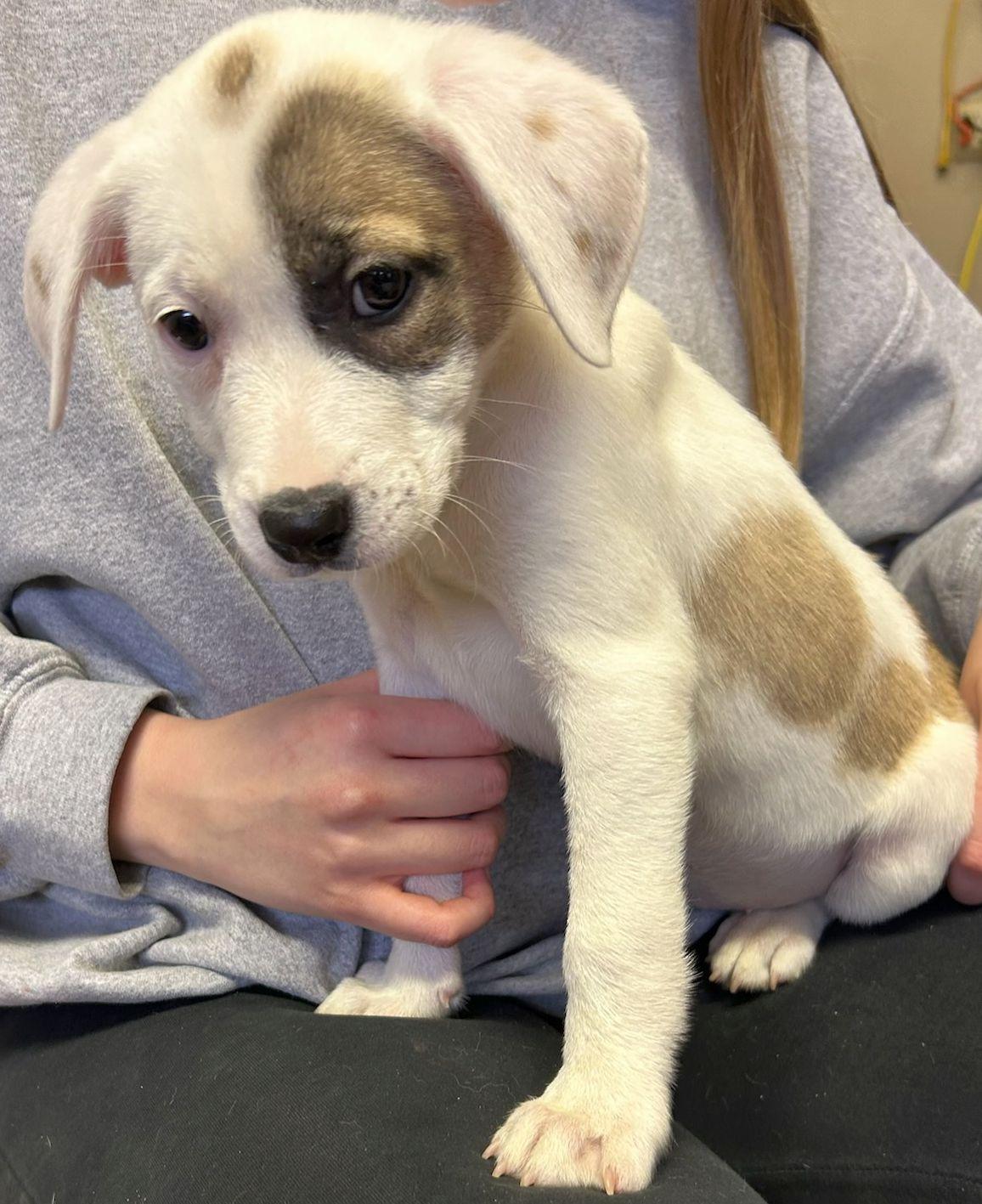 TWYLA (ohiosdrescue@gmail.com), adopted, Puppy Female Mixed Breed.