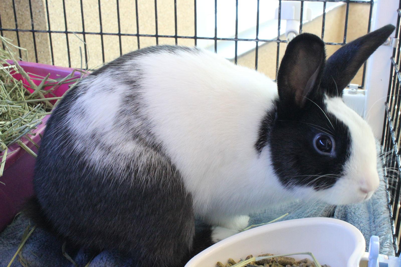 Enlarge Scooter, a Adoptable Bunny Rabbit in Burlingame, CA image 1/2