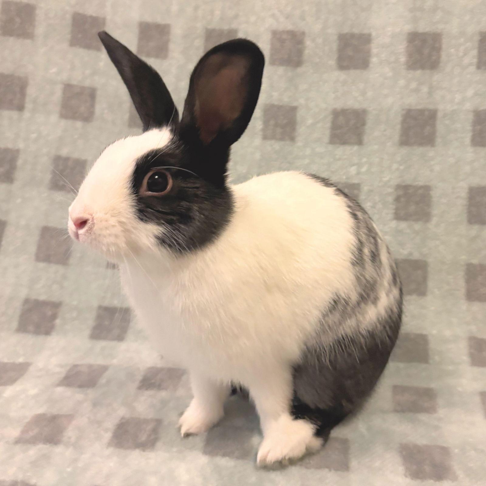 Enlarge Scooter, a Adoptable Bunny Rabbit in Burlingame, CA image 2/2