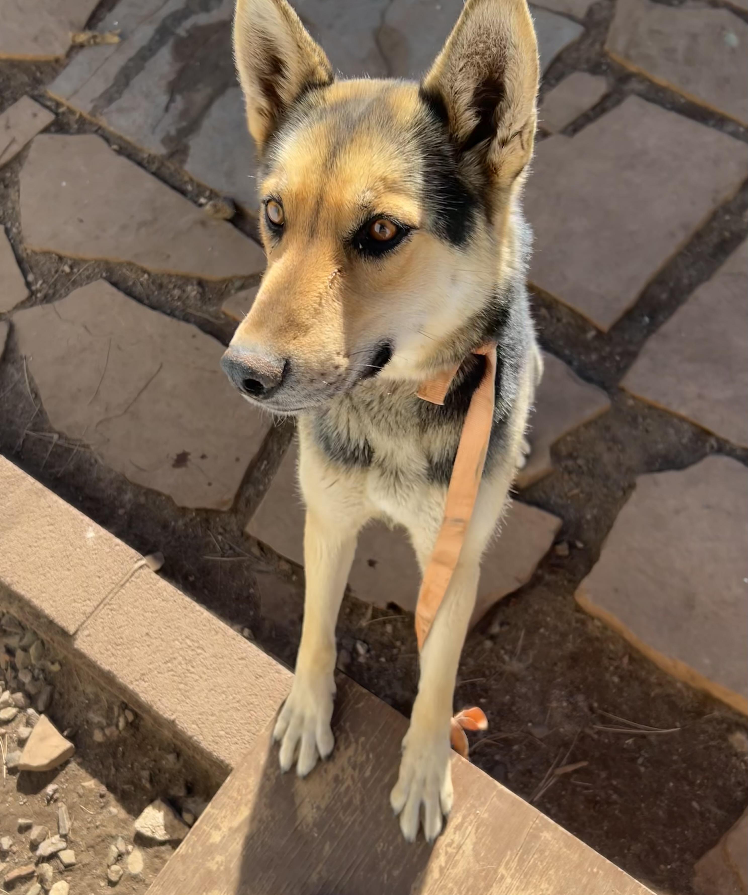 Roxy, ADOPTABLE, Young Female German Shepherd Dog.