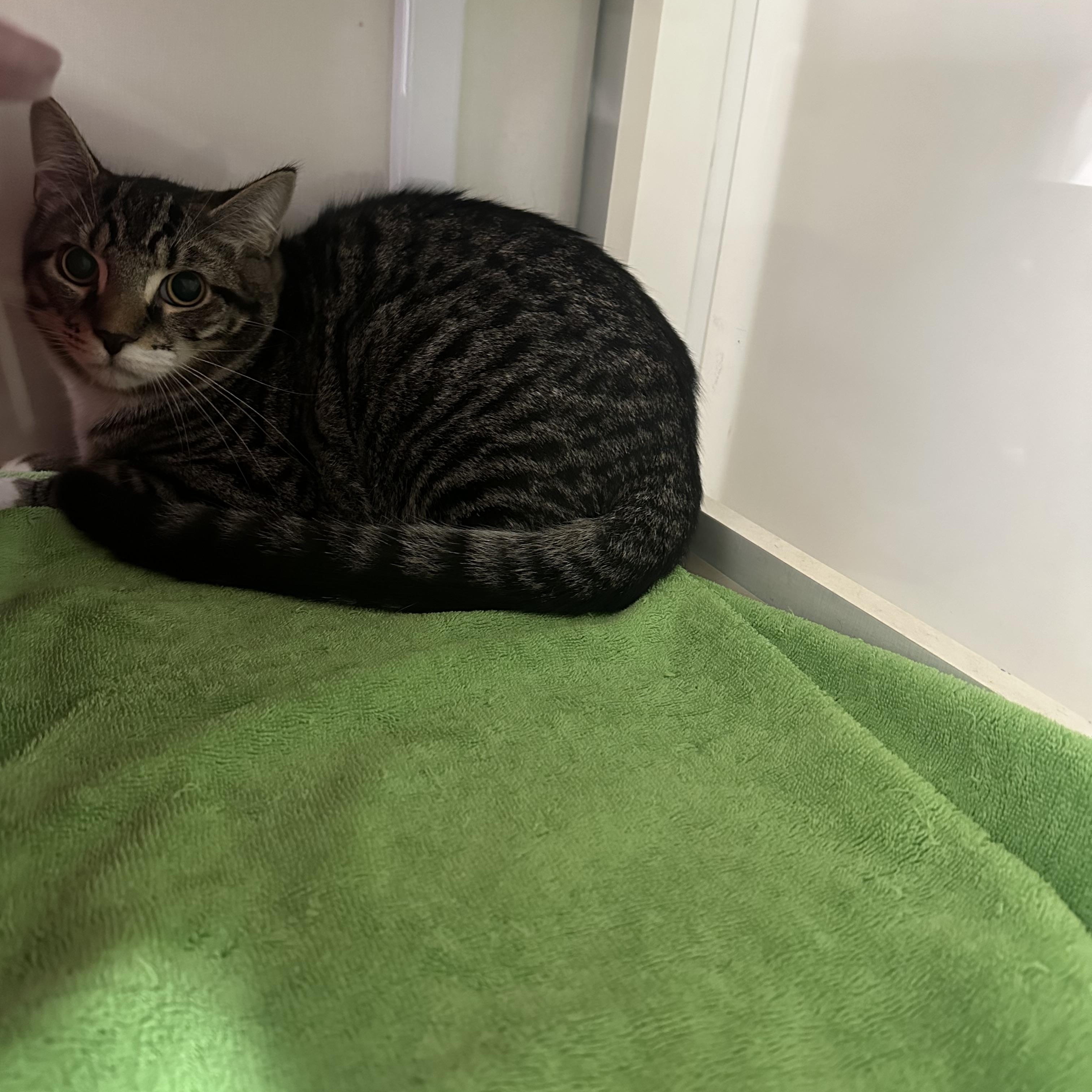 Max & Marco, a Adoptable Domestic Short Hair in Jaffrey, NH image 1/2