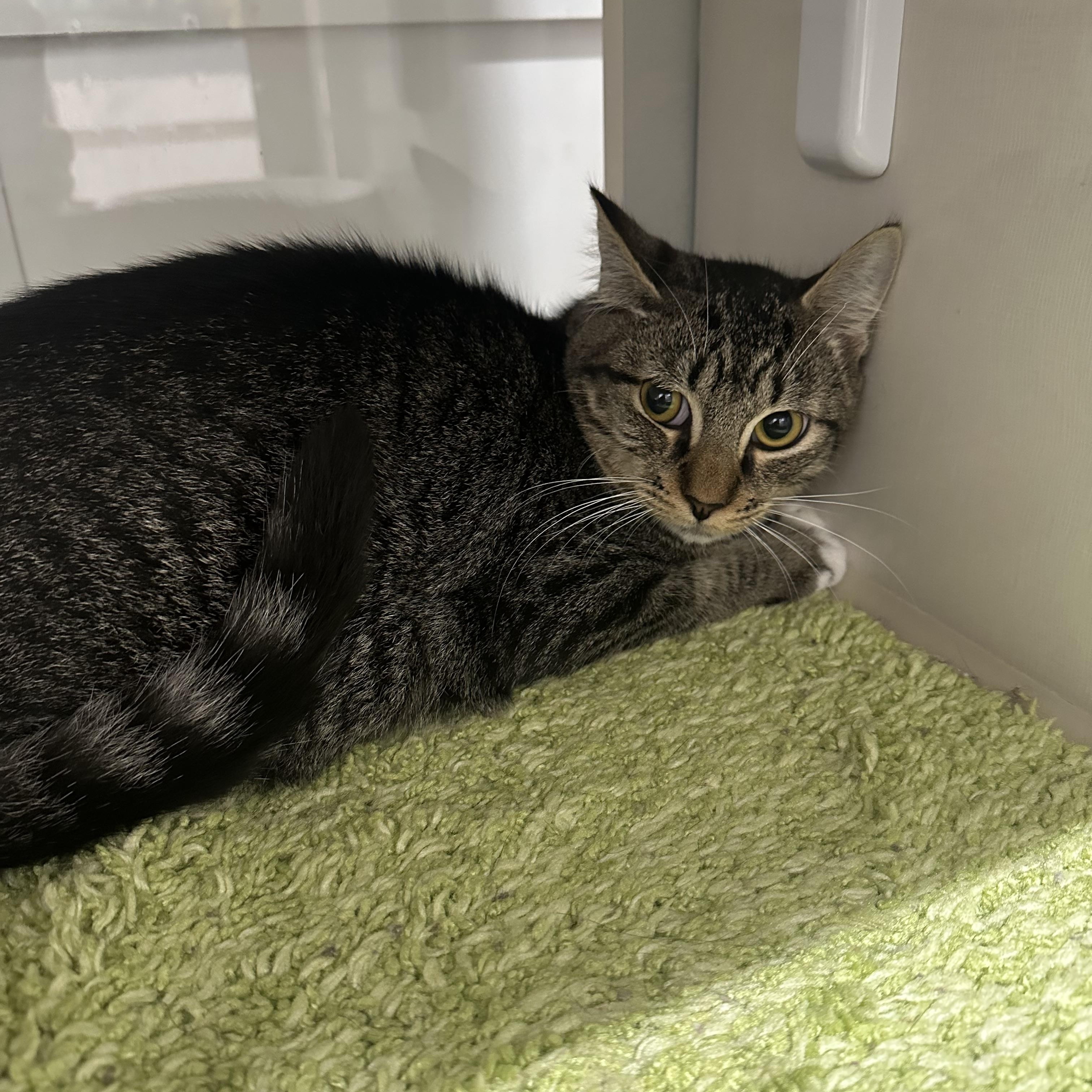 Max & Marco, a Adoptable Domestic Short Hair in Jaffrey, NH image 2/2