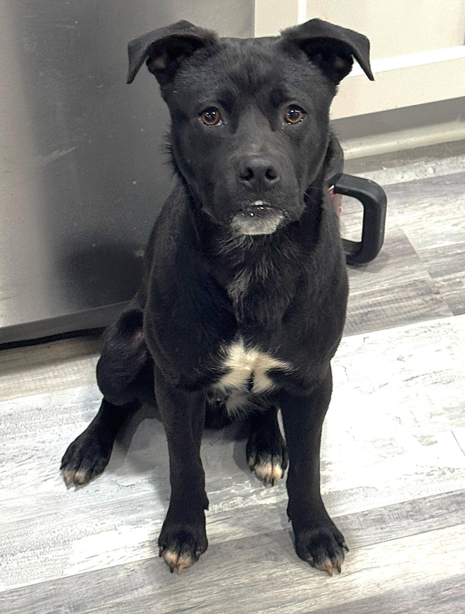 Doppio, Adoptable, Young Male Chihuahua & Labrador Retriever.