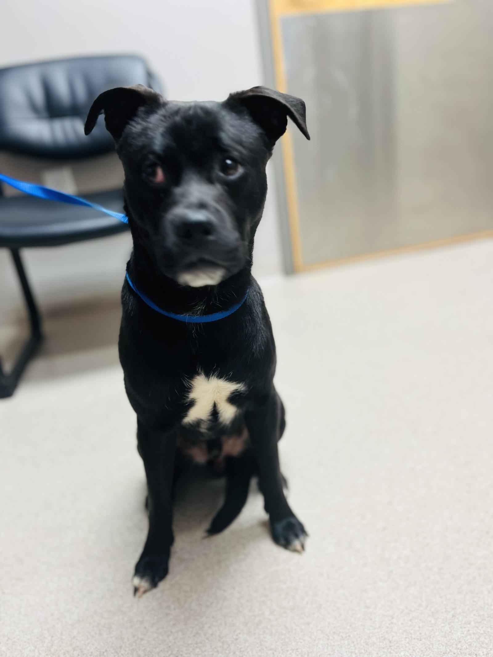 Enlarge Doppio, a Adoptable mixed breed in Locust Grove, GA image 2/3