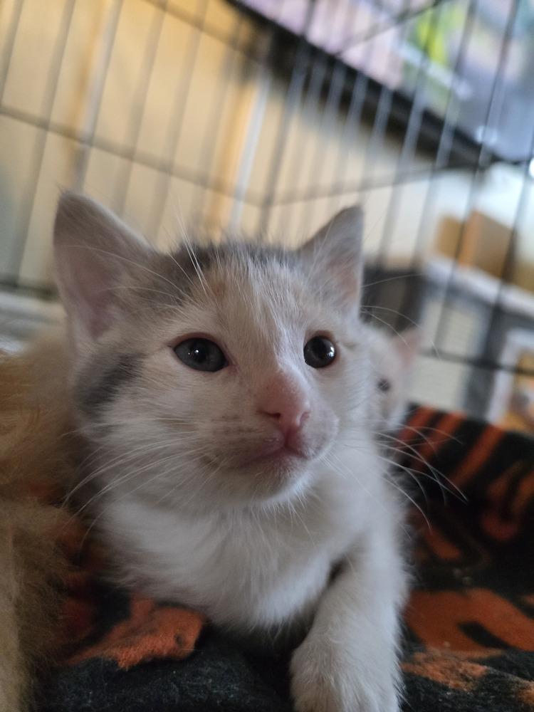 Rainbow Dash, Adopted, Kitten Female Domestic Medium Hair.