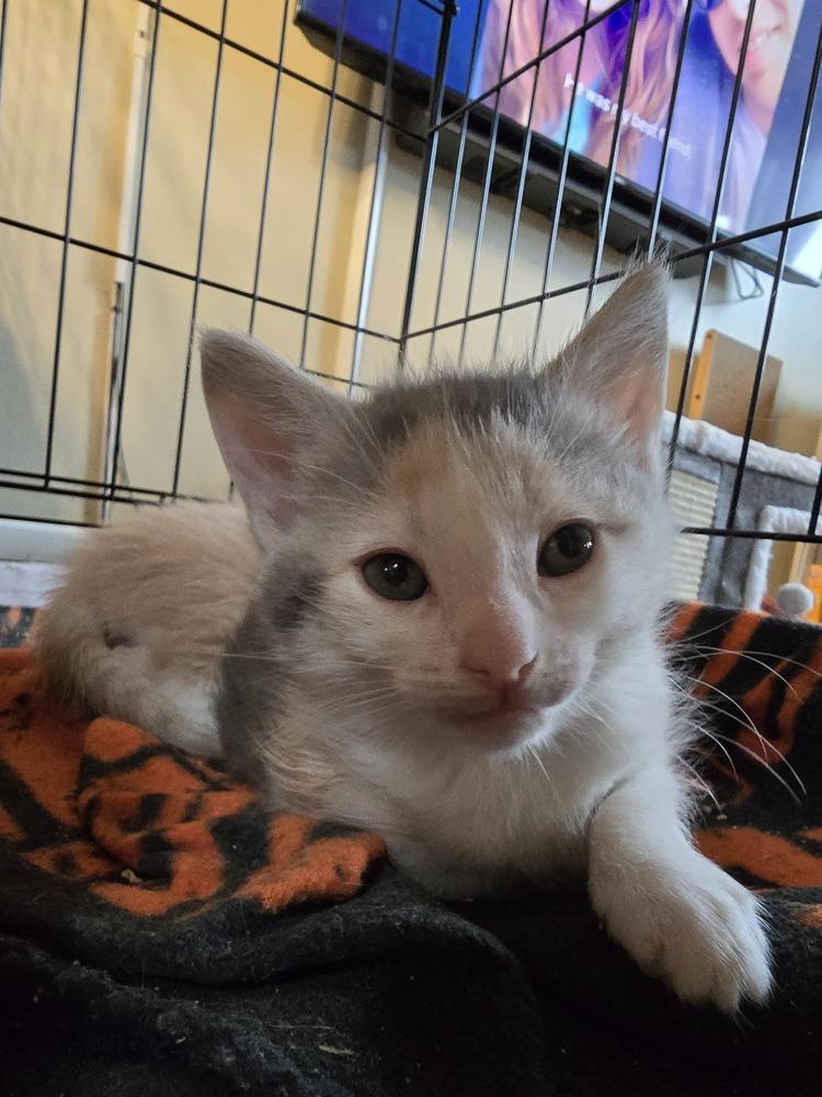 Rainbow Dash, a Adopted mixed breed in Pacifica, CA image 2/3