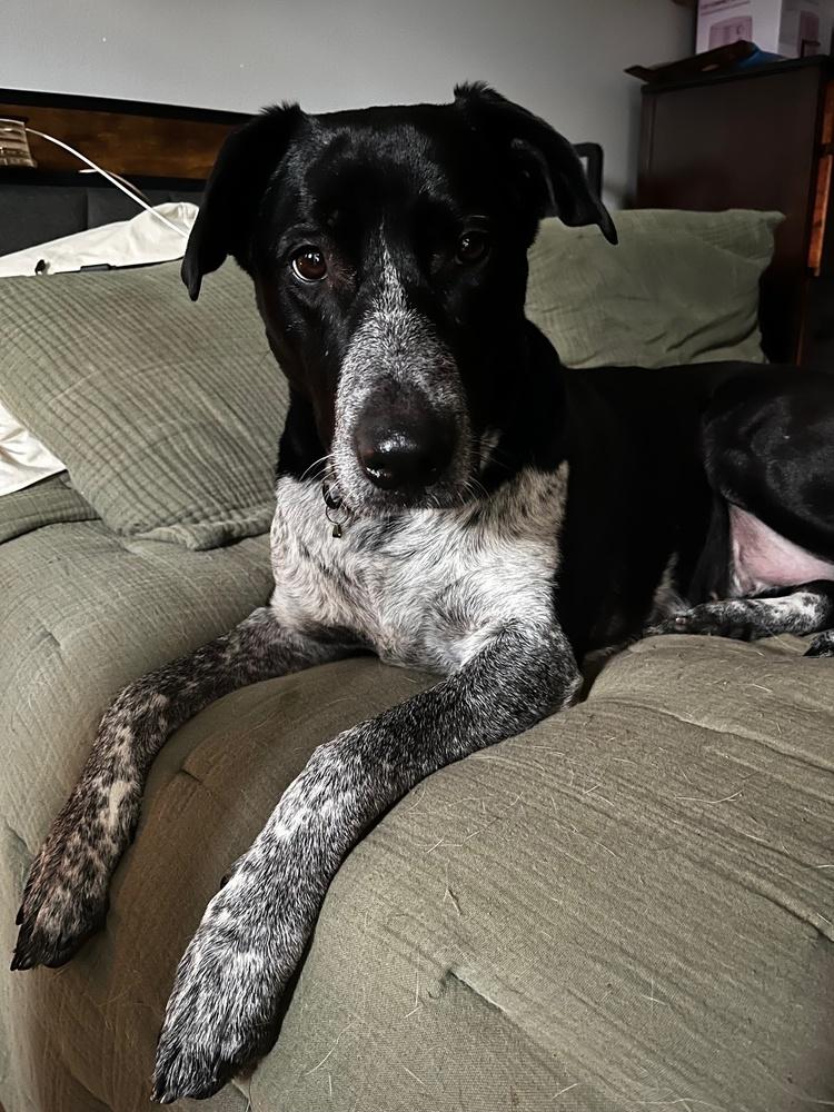 Enlarge Jesse, a Adoptable mixed breed in Horn Lake, MS image 1/6