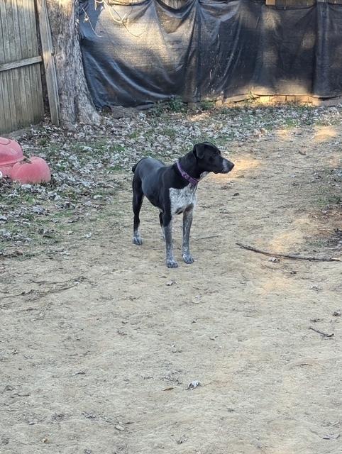 Enlarge Jesse, a Adoptable mixed breed in Horn Lake, MS image 3/6