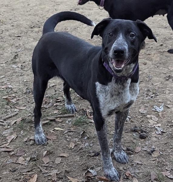 Enlarge Jesse, a Adoptable mixed breed in Horn Lake, MS image 4/6