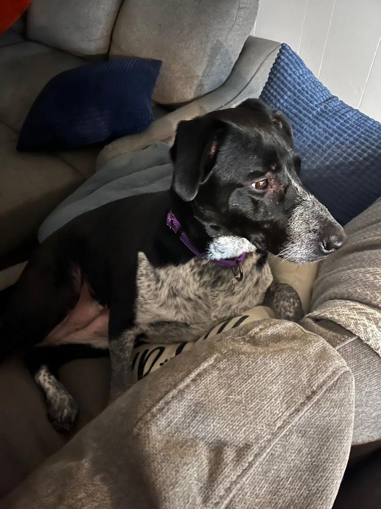 Enlarge Jesse, a Adoptable mixed breed in Horn Lake, MS image 5/6