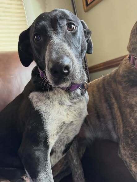 Enlarge Jesse, a Adoptable mixed breed in Horn Lake, MS image 6/6