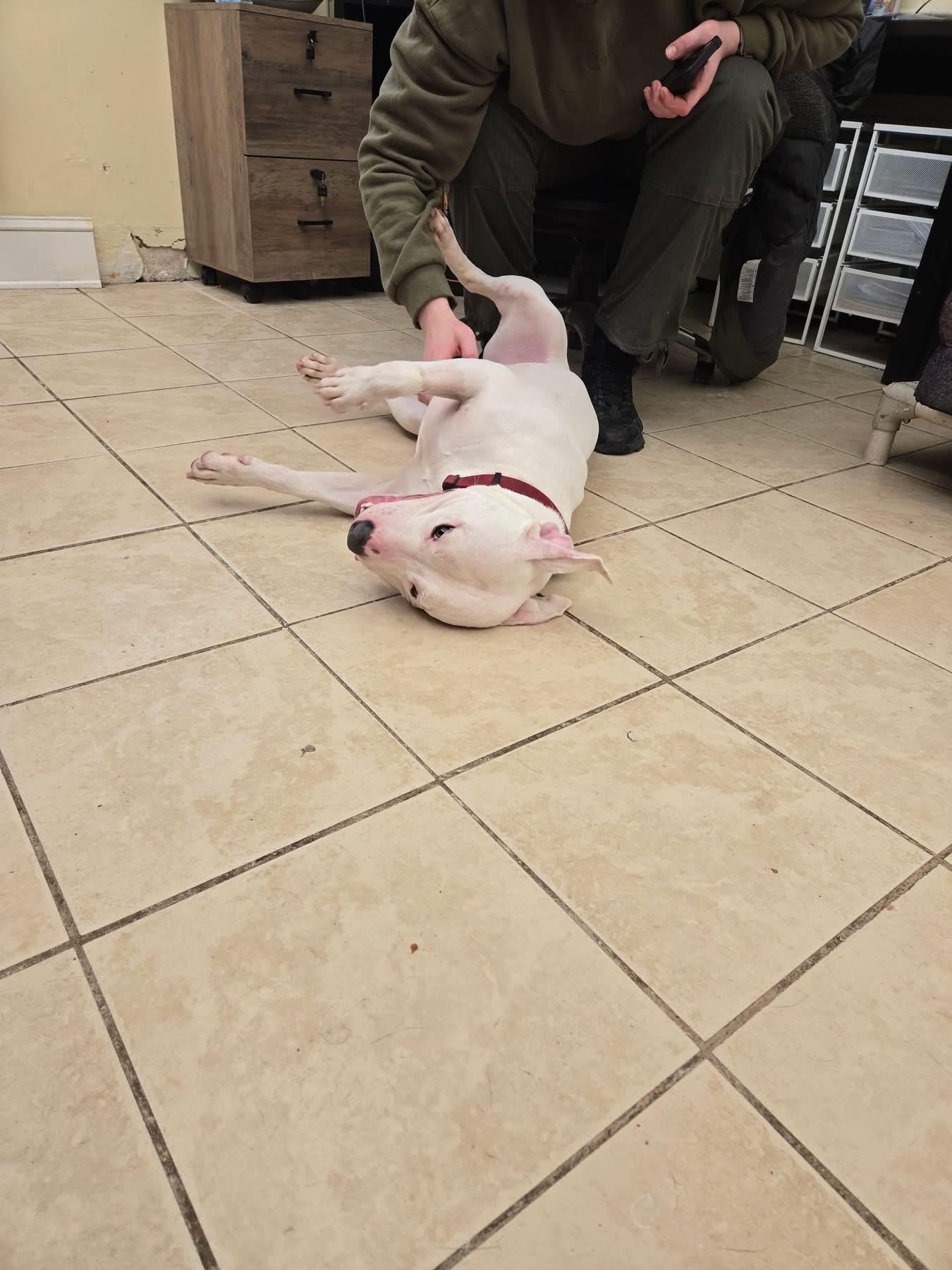 Enlarge Kylo, a ADOPTABLE Pit Bull Terrier in East Haven, CT image 2/3