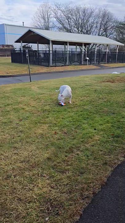 Enlarge Kylo, a ADOPTABLE Pit Bull Terrier in East Haven, CT video 3/3