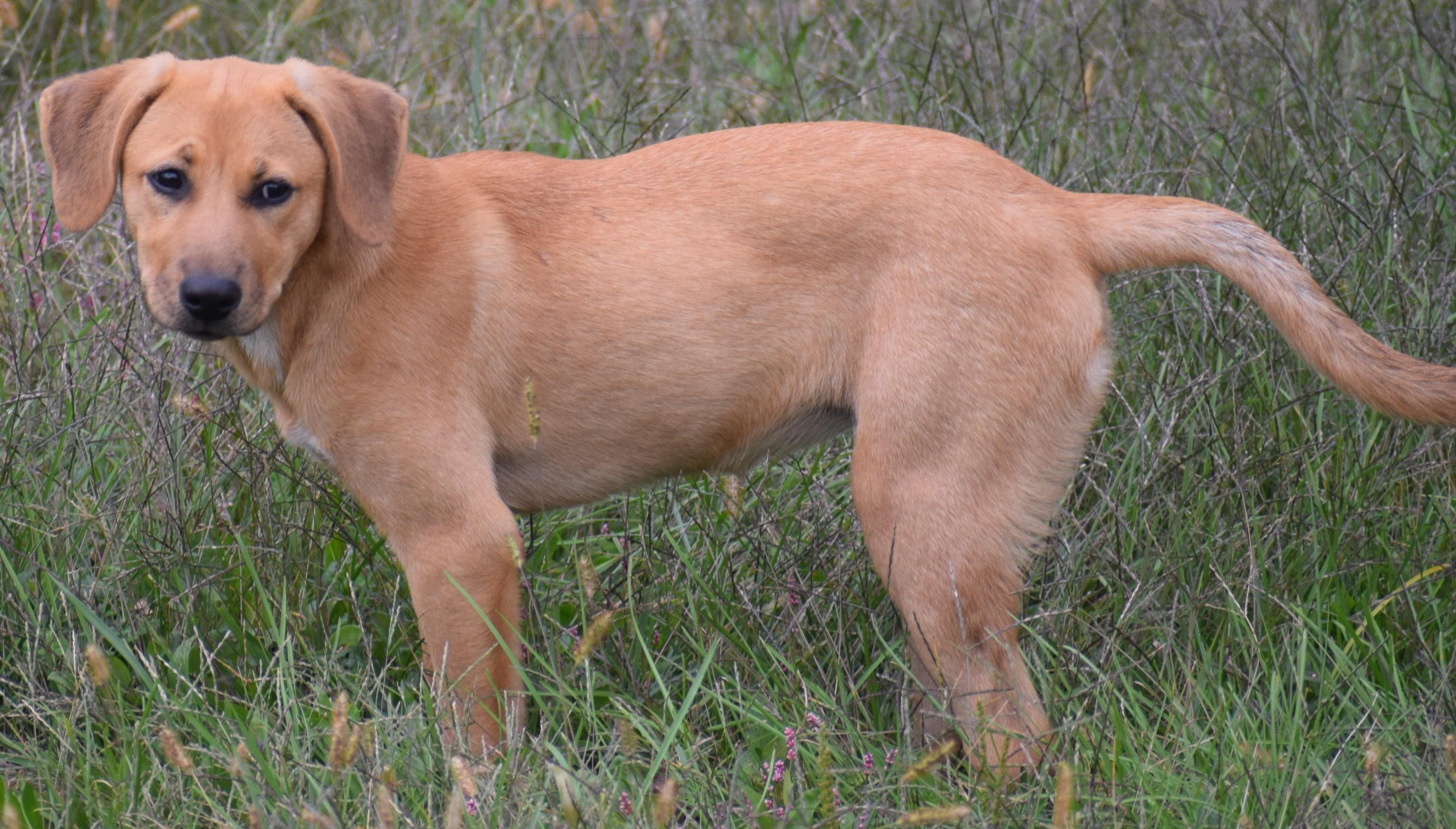 Enlarge 2026Nutmeg, a Adopted mixed breed in Frederick, MD image 4/6