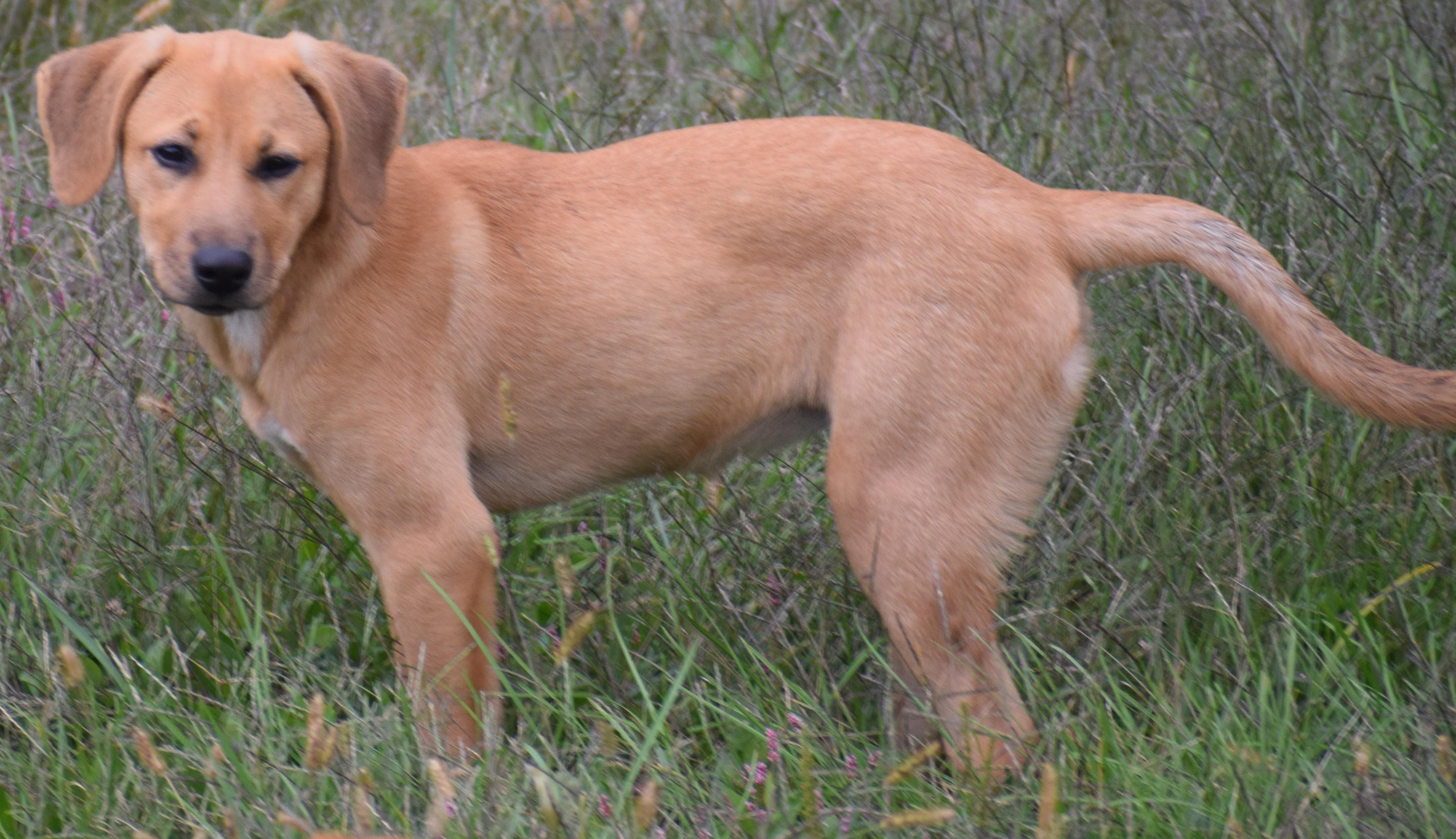 Enlarge 2026Nutmeg, a Adopted mixed breed in Frederick, MD image 6/6
