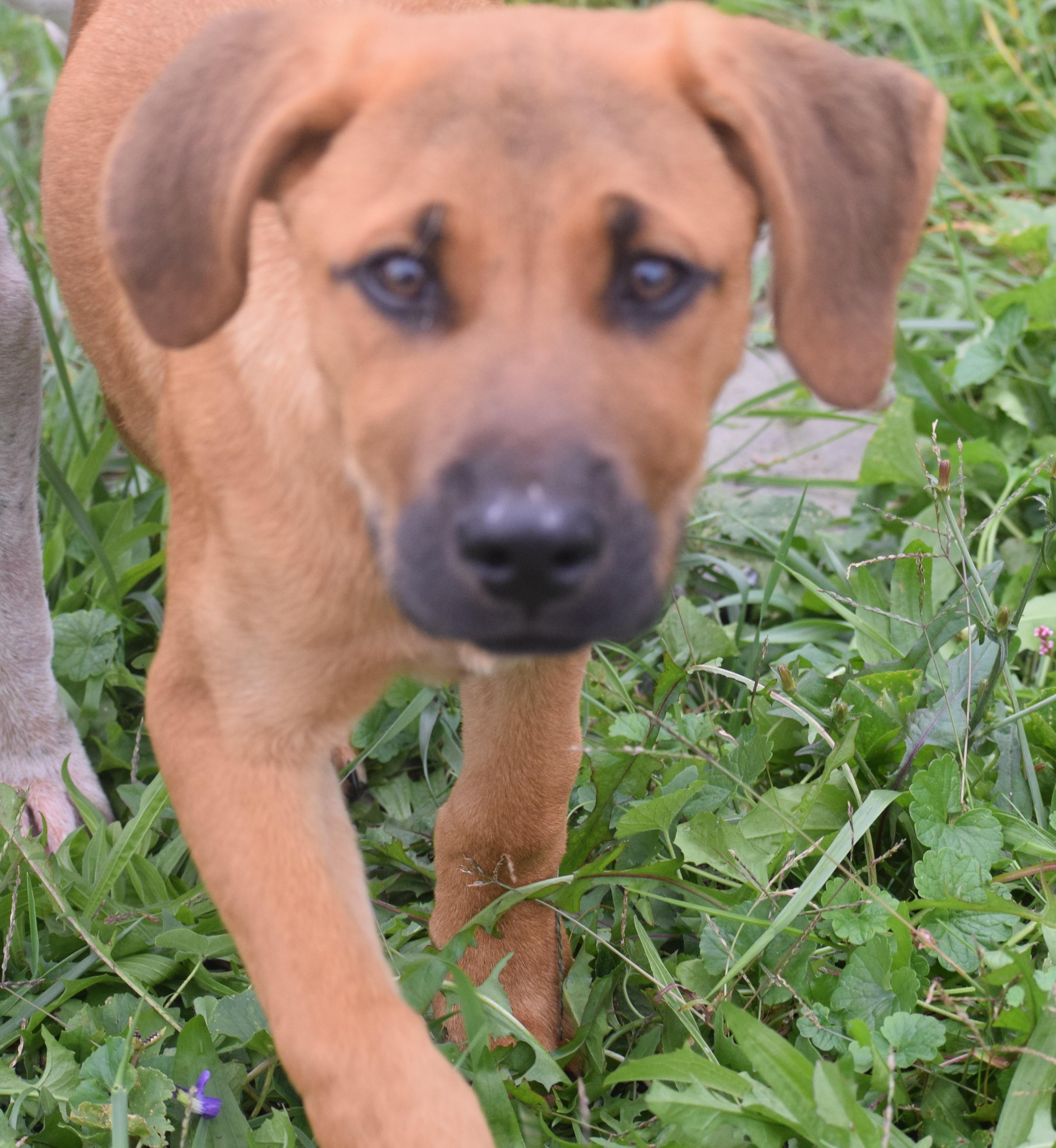 Enlarge 2026Nutmeg, a Adopted mixed breed in Frederick, MD image 1/6