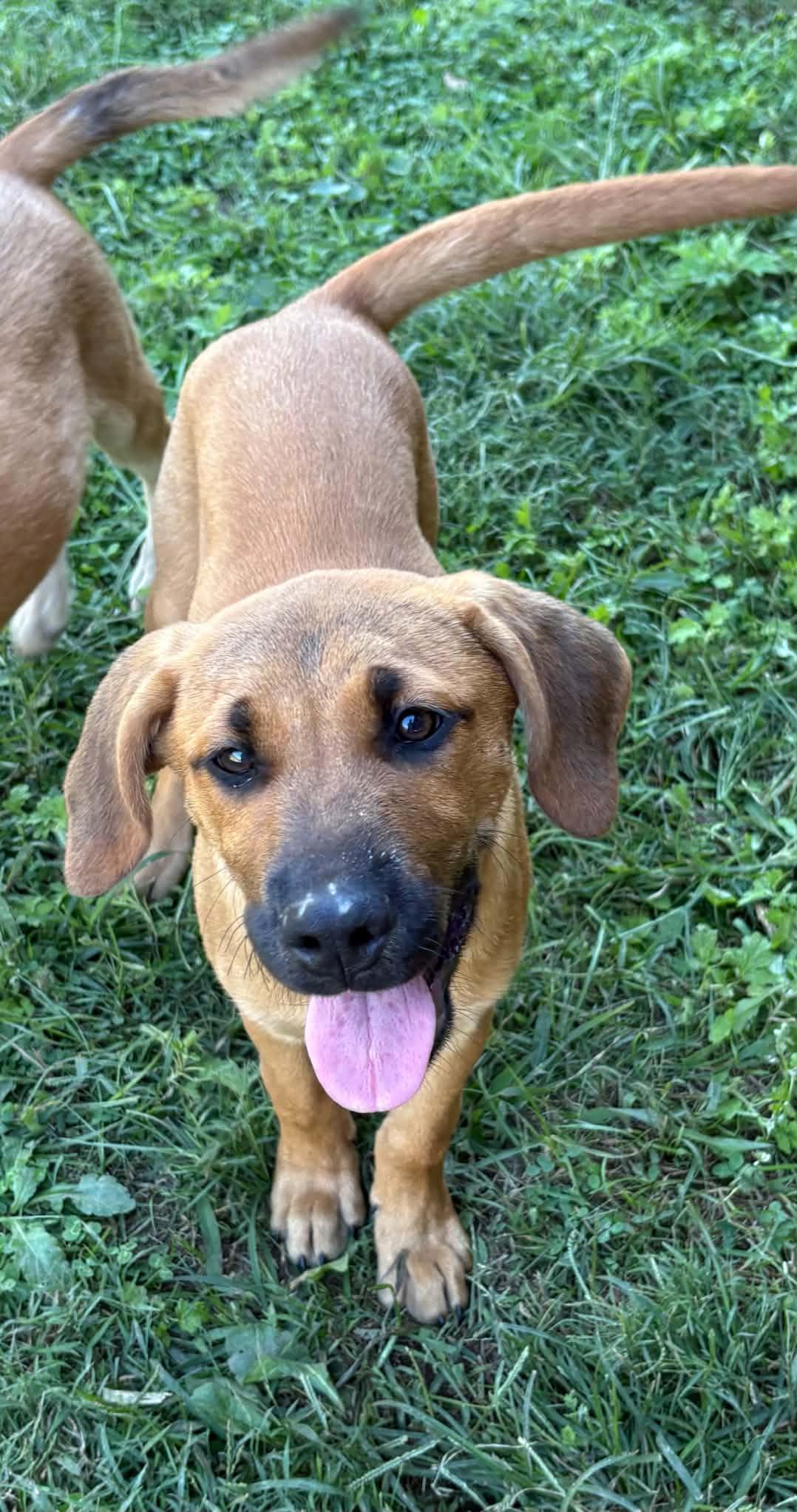 Enlarge 2026Nutmeg, a Adopted mixed breed in Frederick, MD image 5/6