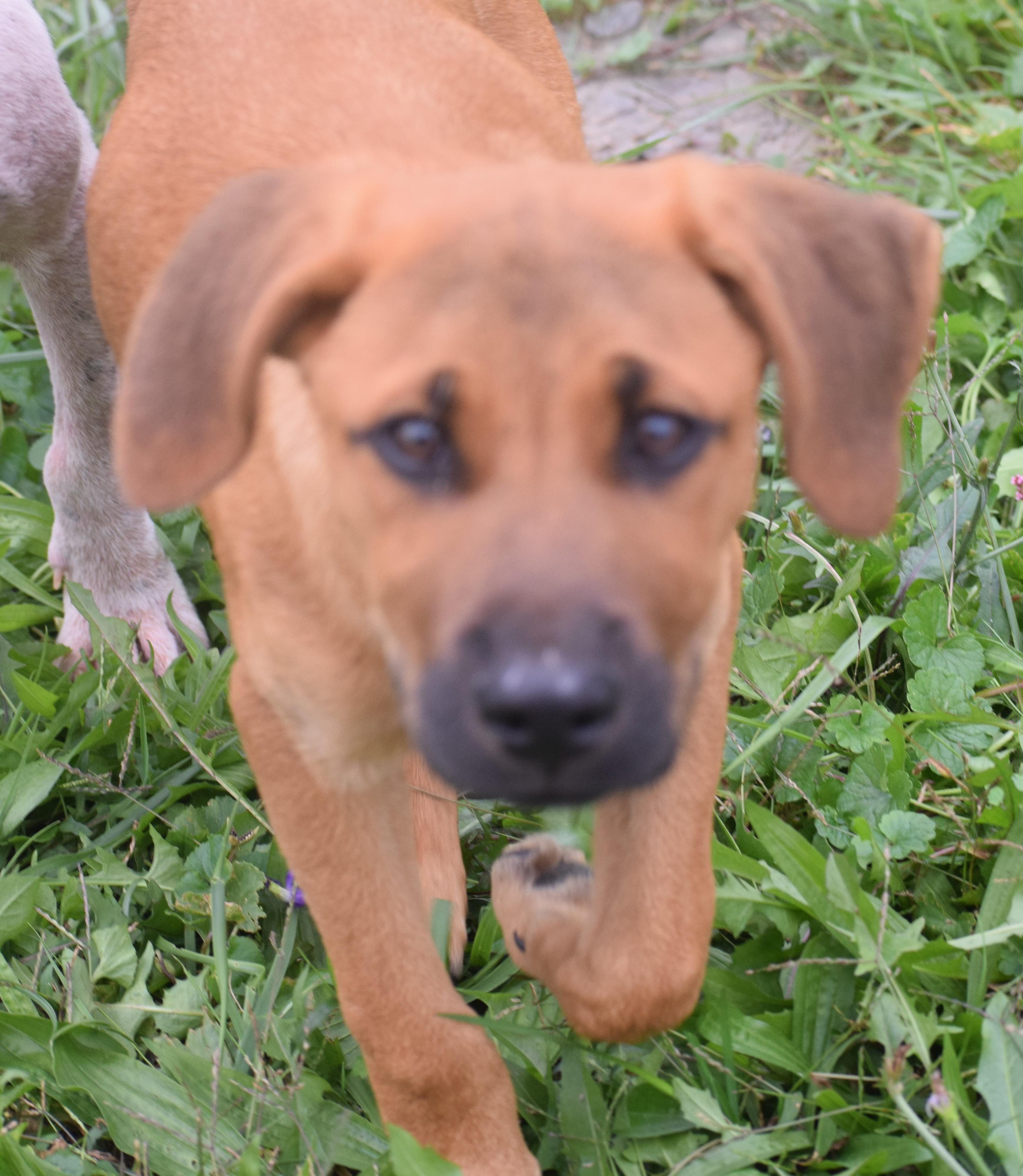 Enlarge 2026Nutmeg, a Adopted mixed breed in Frederick, MD image 2/6