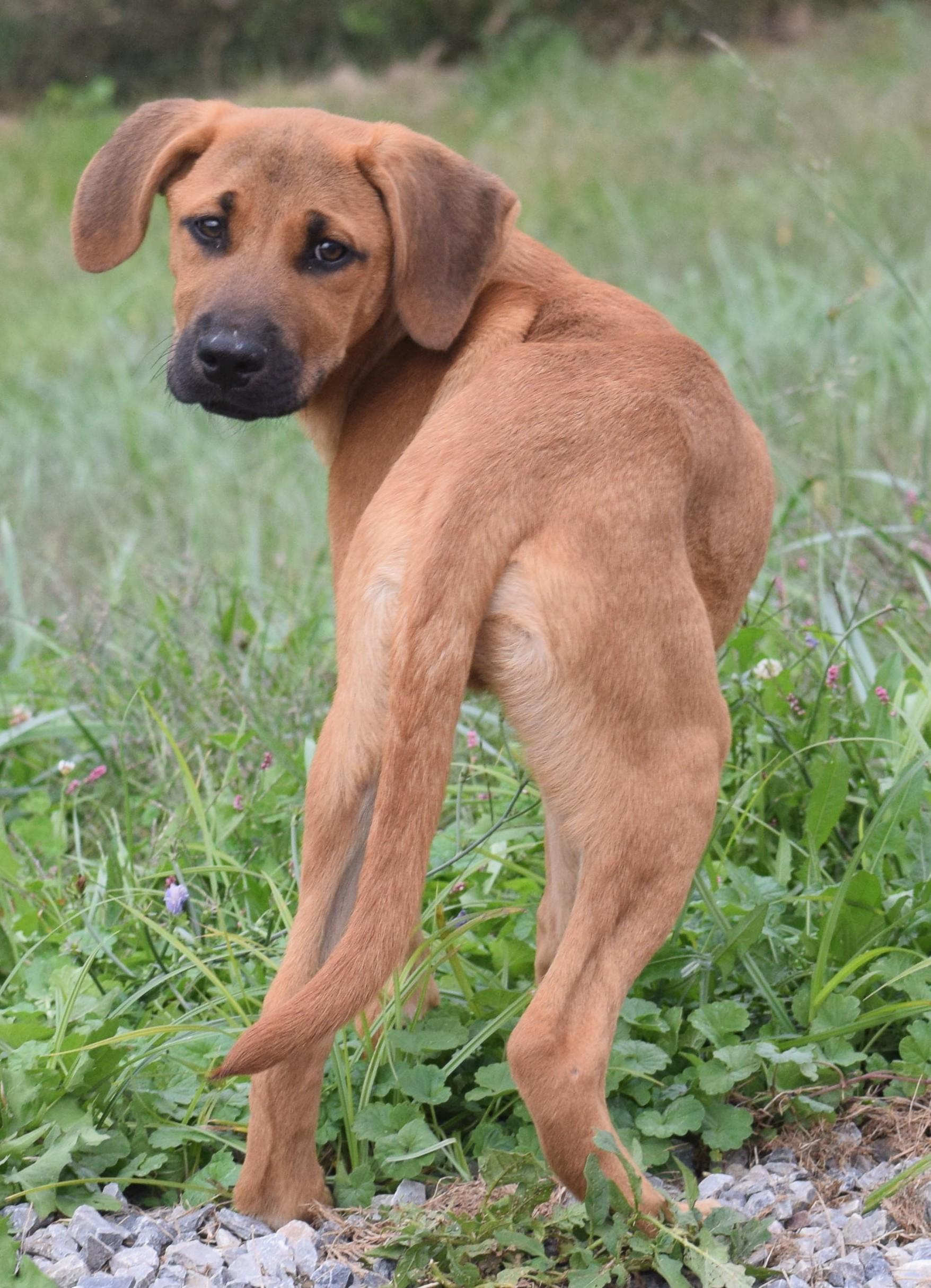 Enlarge 2026Nutmeg, a Adopted mixed breed in Frederick, MD image 3/6