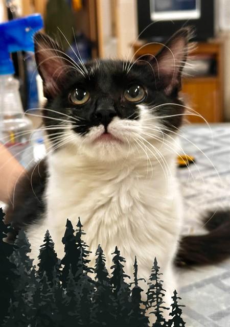 Vera & Violet-# 50198 & 50200, ADOPTABLE, Kitten Female Domestic Short Hair.