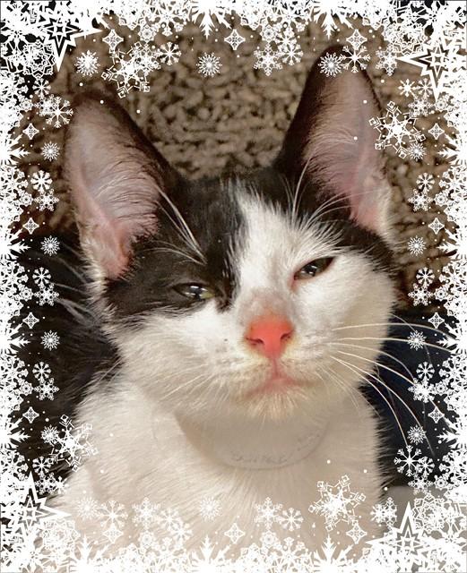 Enlarge Vera & Violet-# 50198 & 50200, a ADOPTABLE Domestic Short Hair in Columbia, MD image 2/4