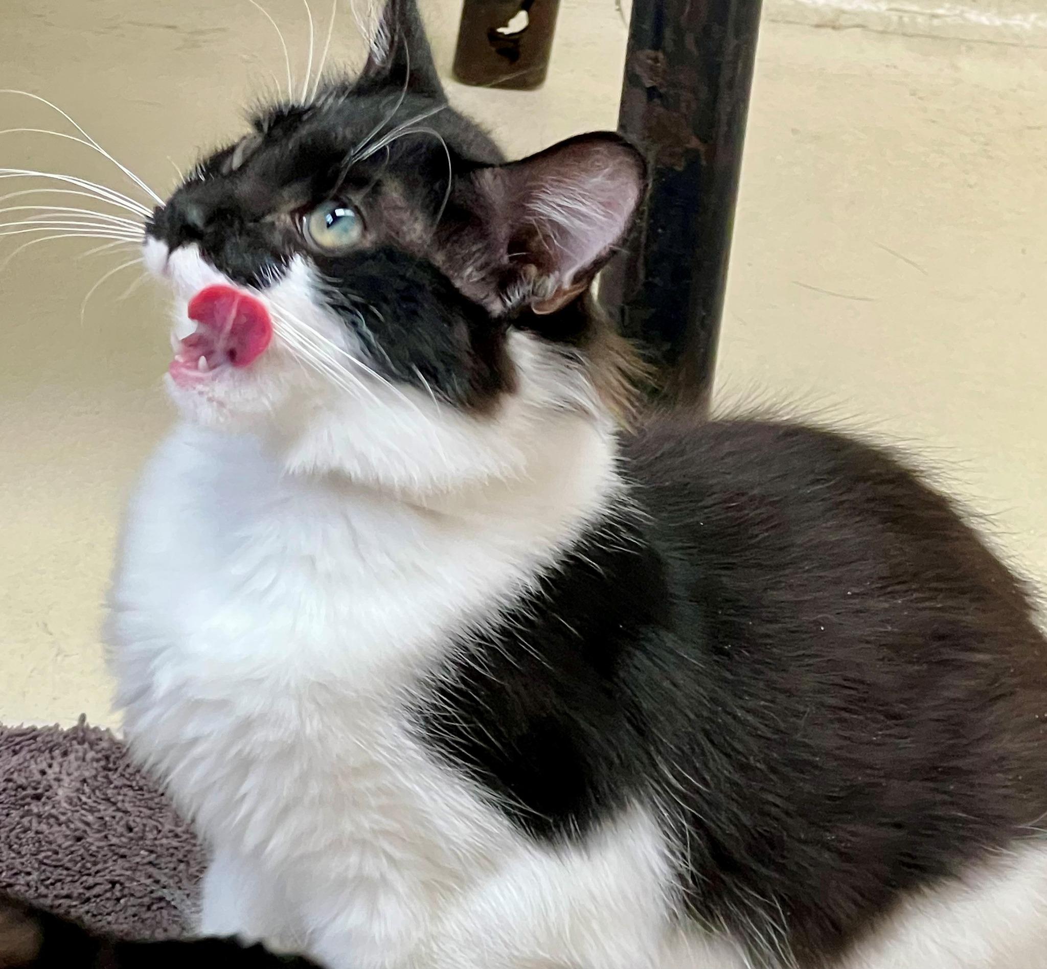 Enlarge Vera & Violet-# 50198 & 50200, a ADOPTABLE Domestic Short Hair in Columbia, MD image 4/4