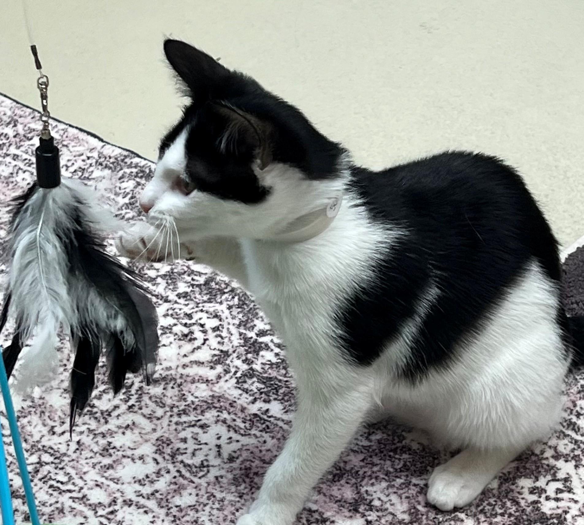 Enlarge Vera & Violet-# 50198 & 50200, a ADOPTABLE Domestic Short Hair in Columbia, MD image 3/4