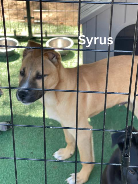 Enlarge Syrus, a ADOPTABLE mixed breed in Newington, GA image 1/1