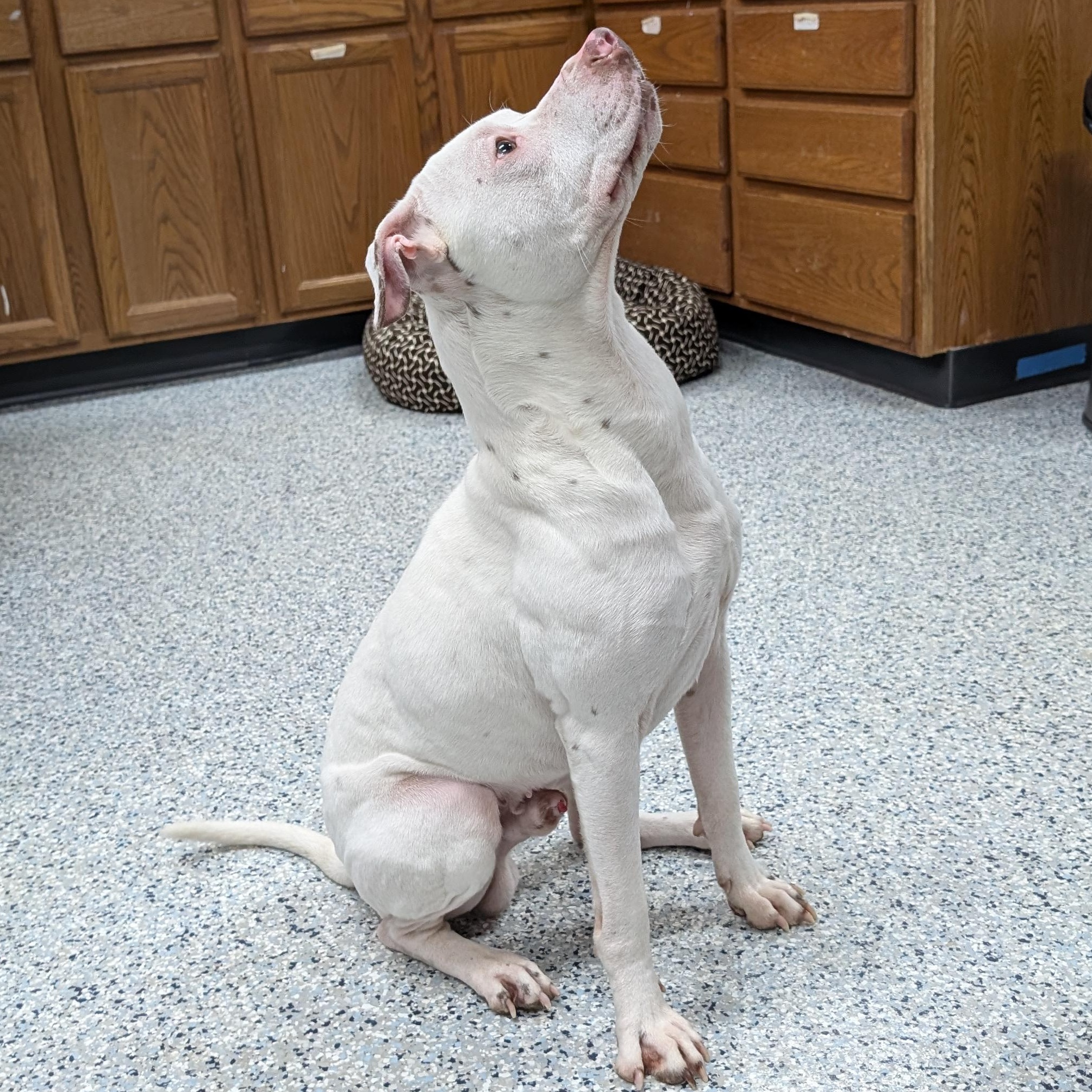 Enlarge 189369 Speck , a ADOPTABLE Pit Bull Terrier in Ravenna, OH image 3/3