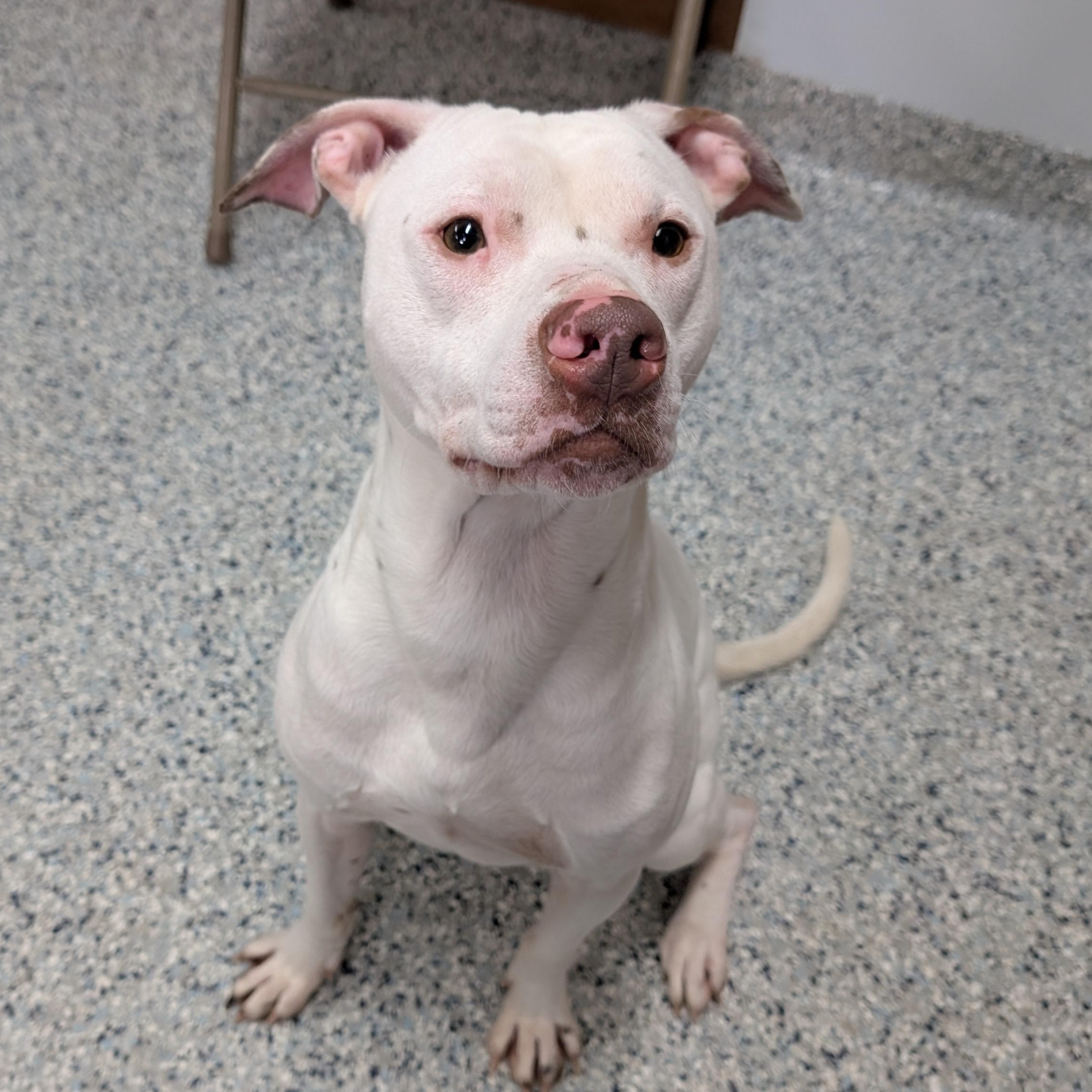 189369 Speck , ADOPTABLE, Adult Male Pit Bull Terrier.