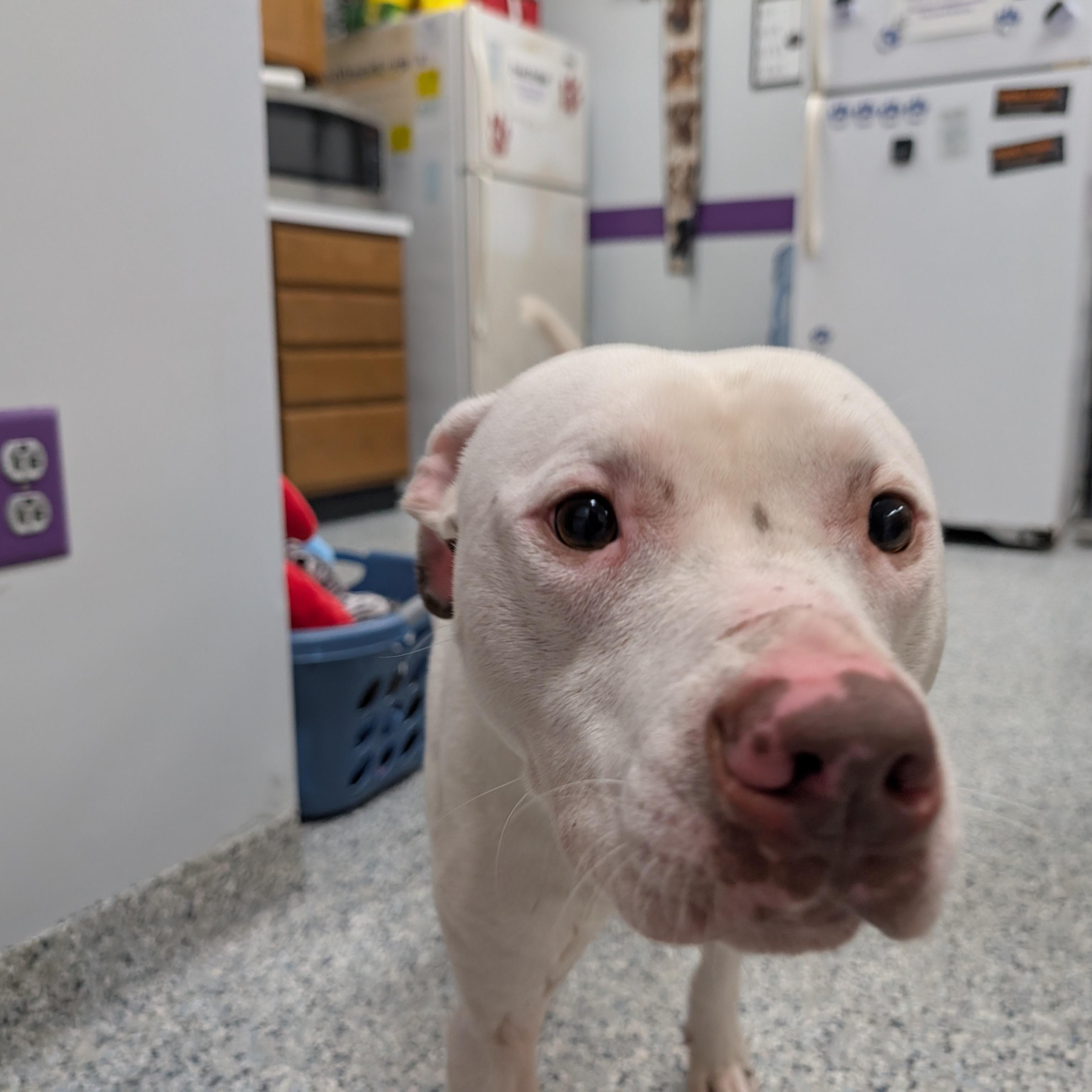 Enlarge 189369 Speck , a ADOPTABLE Pit Bull Terrier in Ravenna, OH image 2/3