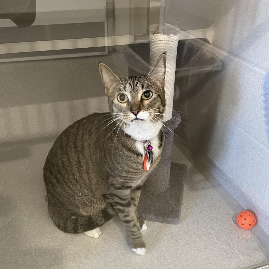 Enlarge Tigger, a Adoptable Domestic Short Hair in Rexburg, ID image 1/2