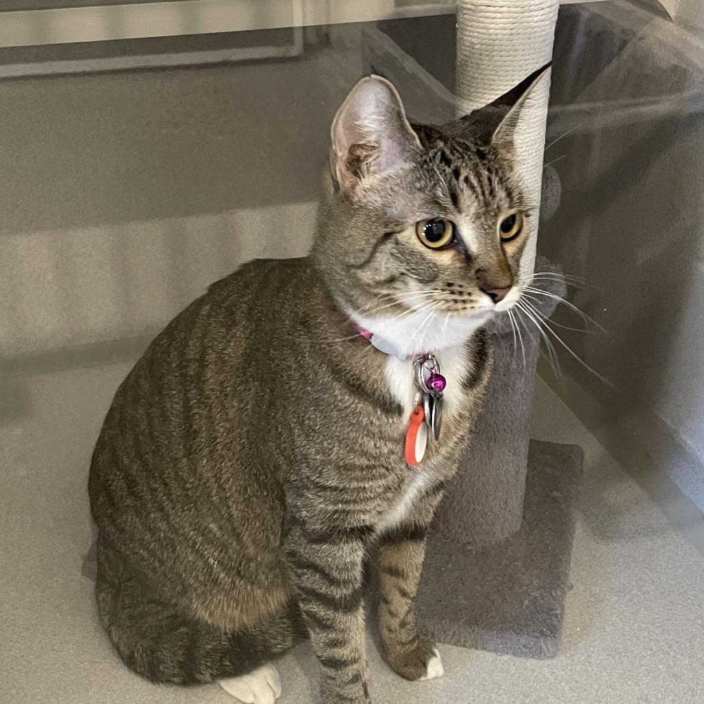 Enlarge Tigger, a Adoptable Domestic Short Hair in Rexburg, ID image 2/2