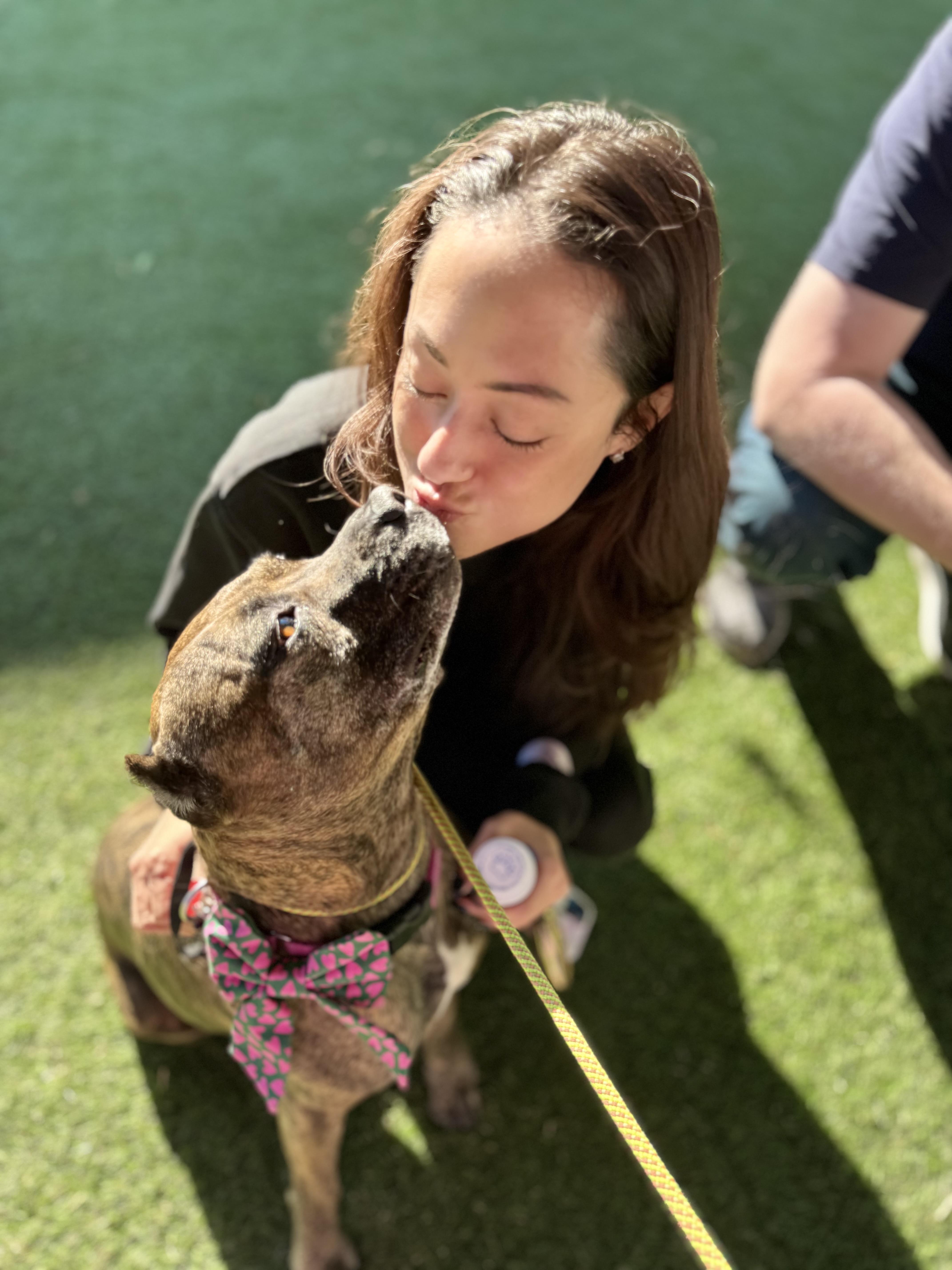 Sweetie is a treasure, Adoptable, Adult Female Pit Bull Terrier.