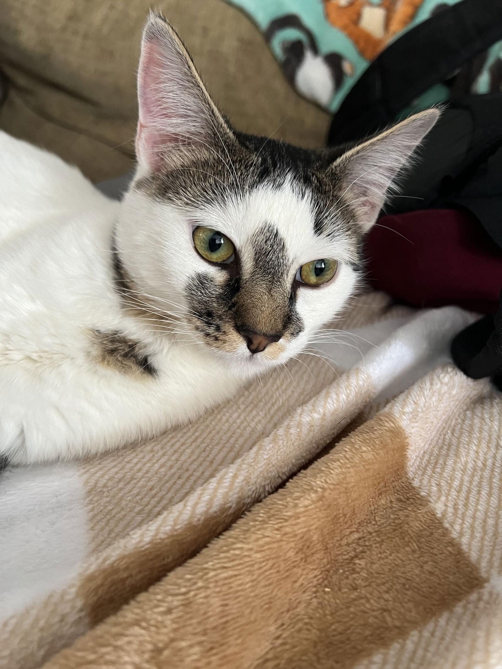 Enlarge Cookie J., a Adopted Domestic Short Hair in Frisco, TX image 1/3