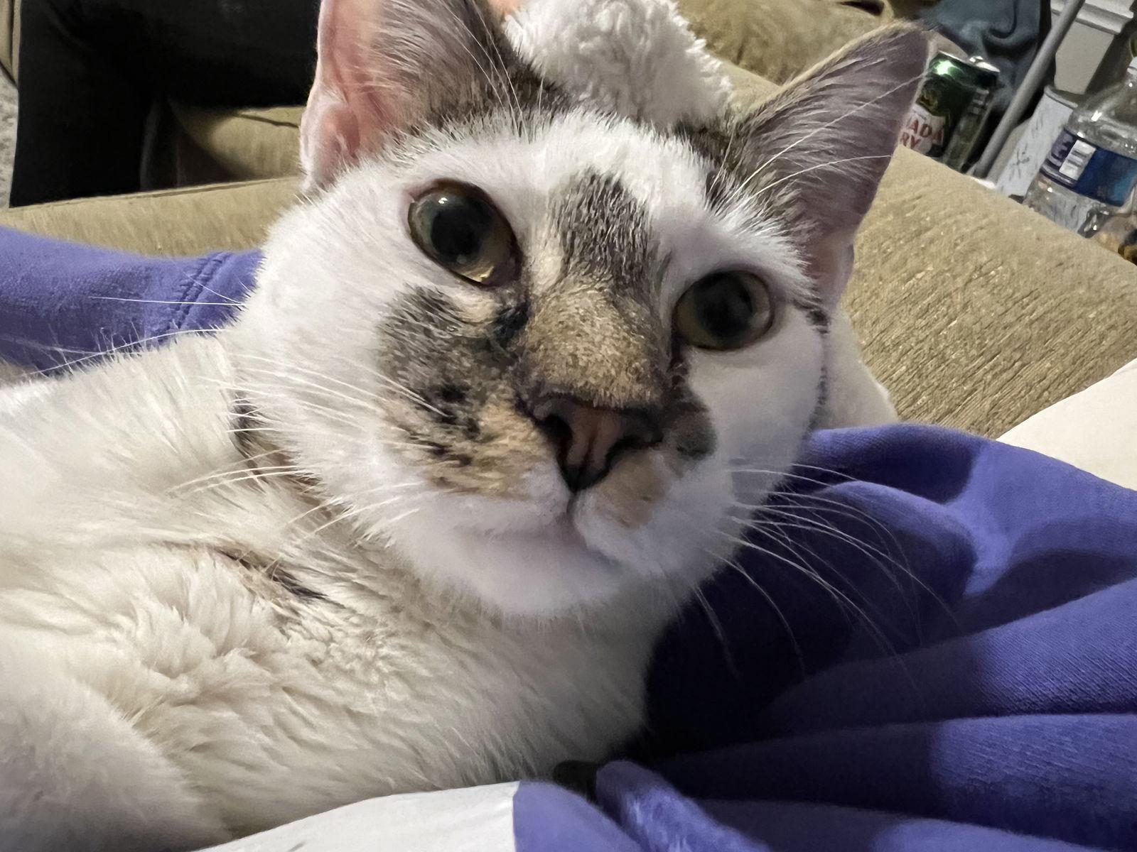 Enlarge Cookie J., a Adopted Domestic Short Hair in Frisco, TX image 2/3