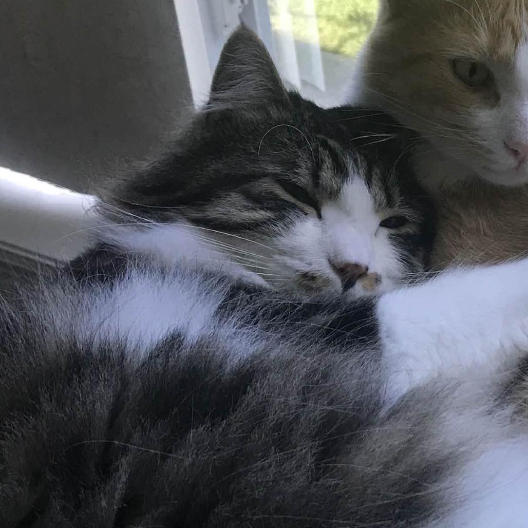 Jinx — thumbnail 3