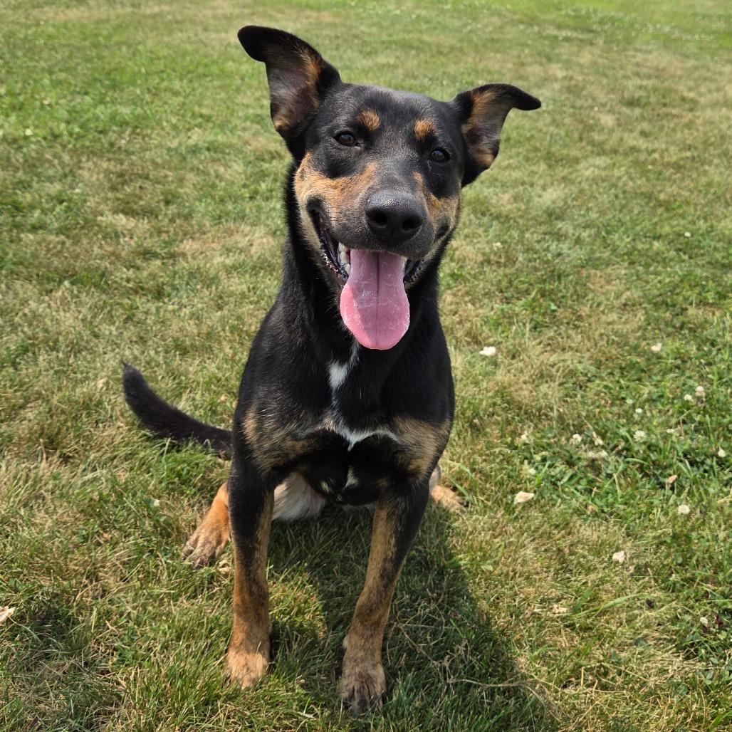 Rowen, Adoptable, Adult Female Shepherd & Mixed Breed.