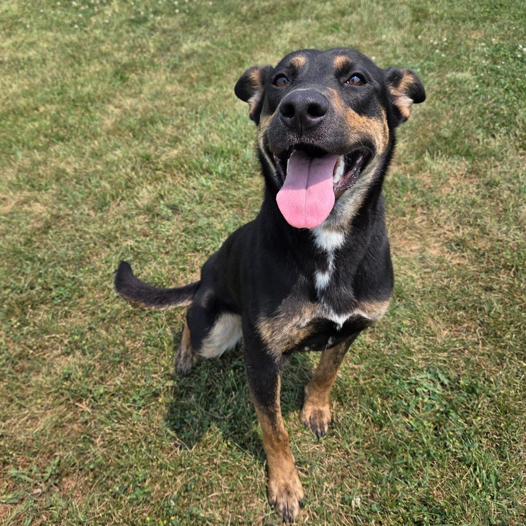 Enlarge Rowen, a Adoptable mixed breed in Pontiac, IL image 2/6